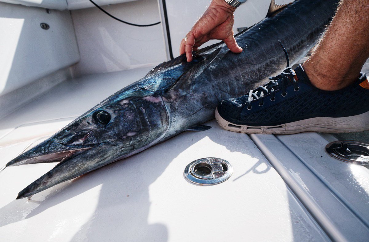 CaptRickMurphy's tweet photo. What does @softsciencecorp &amp; Wahoo have in common? 
They both sure can cover some ground⚡.  
#Wahoo #Wahoo #WahooFishing https://t.co/TdhhBJpDp7