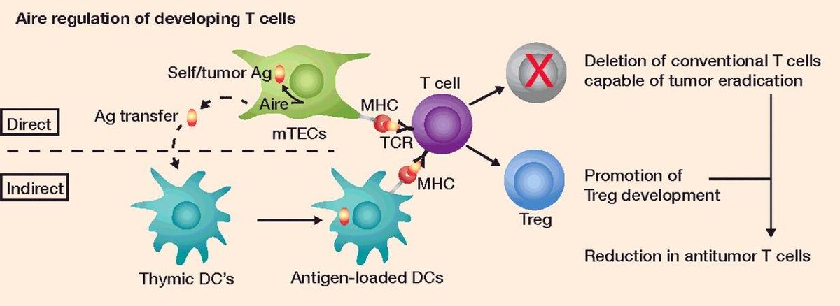 CIR_AACR's tweet image. This Crossroads Review discusses how #ImmuneTolerance mechanisms affect #AntitumorResponses and highlights that both #PeripheralTolerance and #CentralTolerance play a role. #CancerImmunotherapy #AIRE #RANK
#RANKL #ThymicTolerance
bit.ly/2XGySsD