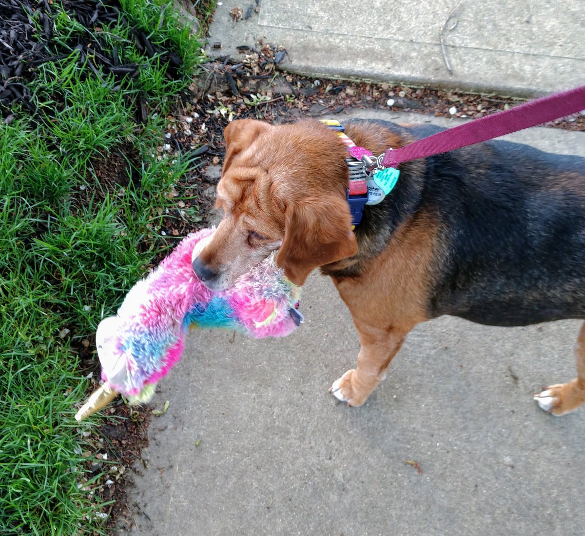 Dog Named Walter Dog - The O Guide