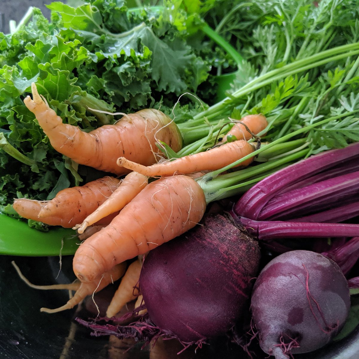 prateekbuch's tweet photo. Terrible weather has stunted the carrots, but I'm pleased with the kale and beetroot. #allotmentlife #vegpatch #recipesplease https://t.co/itsAjhVczP