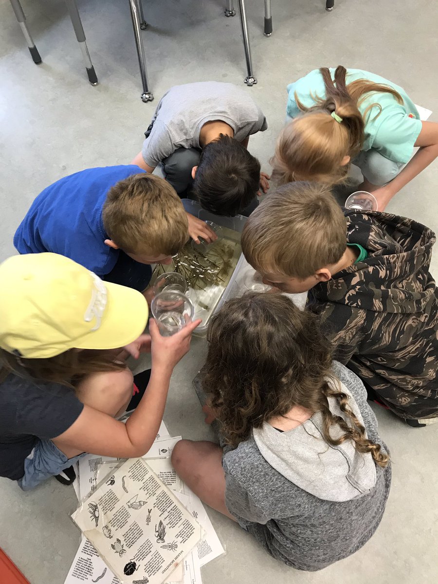 2Smithtweets's tweet image. Lots of learning happened yesterday with our in school field trip facilitated by the Ann and Sandy Cross Conservation Area. We are so fortunate to have the nature reserve in Williamstown so close! #habitats #invertibrates #lifecycles #classifyinginsects #hcsrvs #RVSed