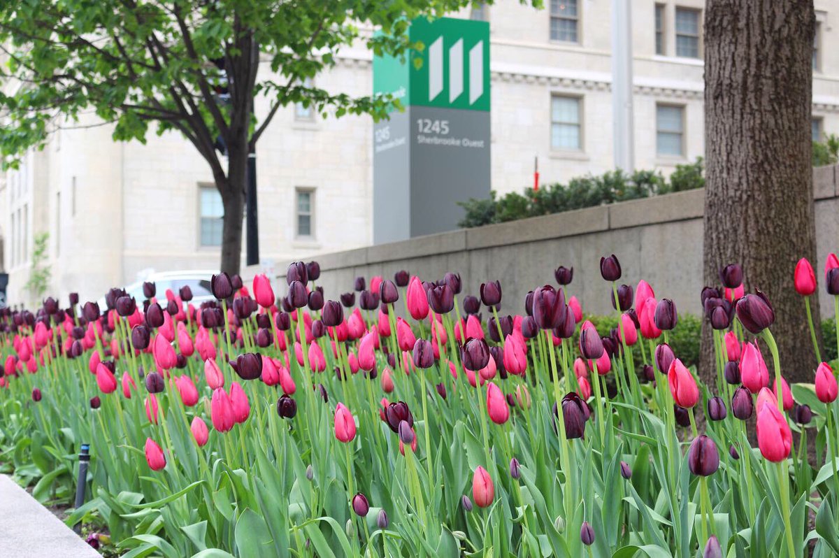 Tulipes urbaines // Urban tulips 🌷
#spring2019 #landscapedesign #annuals #tulips