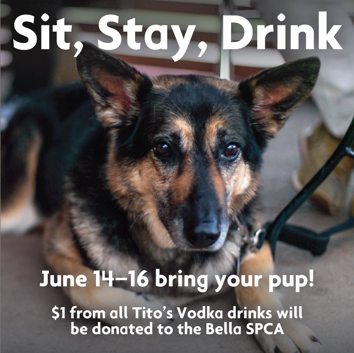 This weekend bring your pup and order a <a href="/TitosVodka/">TitosVodka</a> drink to benefit the @BellaSPCA ! #saucedonpaseo #paseoartsdistrict #okchappyhour