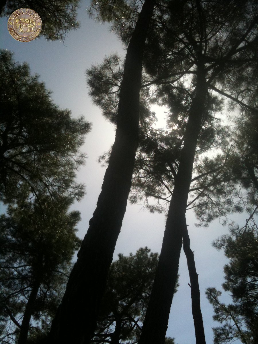 Los pinos participan del entorno de los viñedos de altura.

Un paseo por nuestras viñas, lo es por la historia.  Inspiración de la naturaleza hasta en las geometrías de la bodega.

¡Cuántos relatos se han escrito con la tinta de esta tierra!

#cultivo #vineyards #Biodinamic #wine