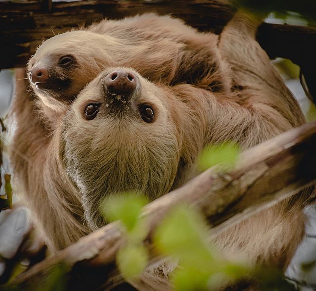Sloths are said to be lazy but aren’t they first of all very cute 😍
.
.
.
#einmalrundum #costarica #costaricagram #faultier 
#wildlife #nature #sloths #slothsofinstagram #wildtiere #wildlifephotography #tierfotografie #naturephotography #animals #pho… bit.ly/2R7CP70