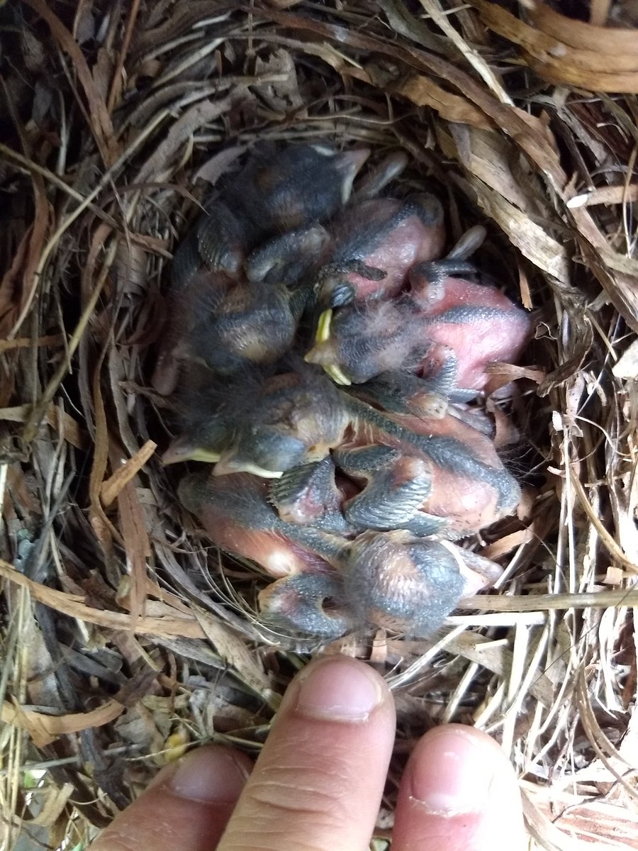 cantarero_a's tweet photo. Day 13. Nobody has noticed that I don't belong here #Piedcaeruleus #Cyanisteshypoleuca #Asktheneighbor #Poorchick https://t.co/b7Qkwg3Qnk