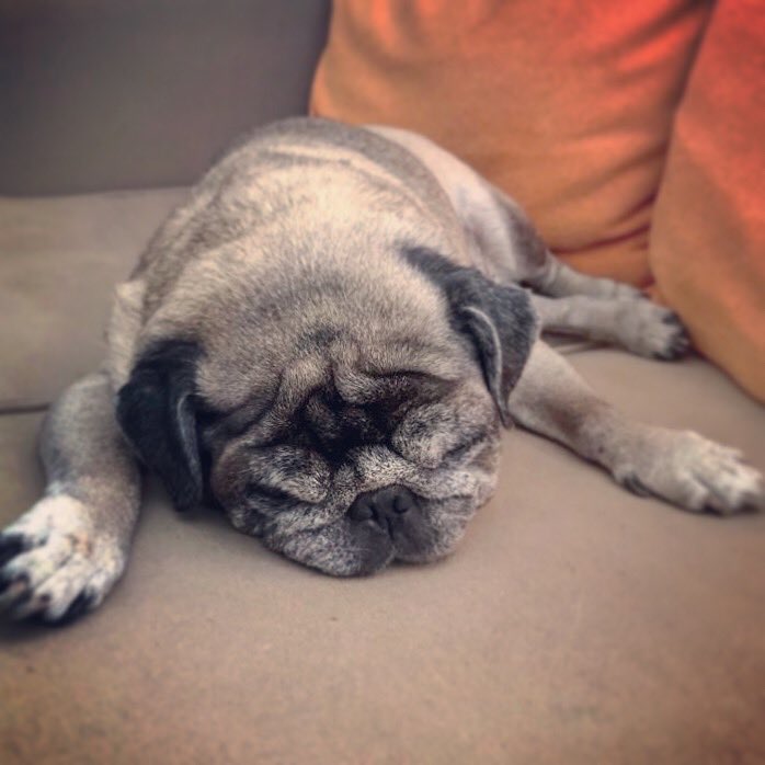 My cutie pie is so happy his papa is back home with him...#pugs #whatacutiepie #pugsrock