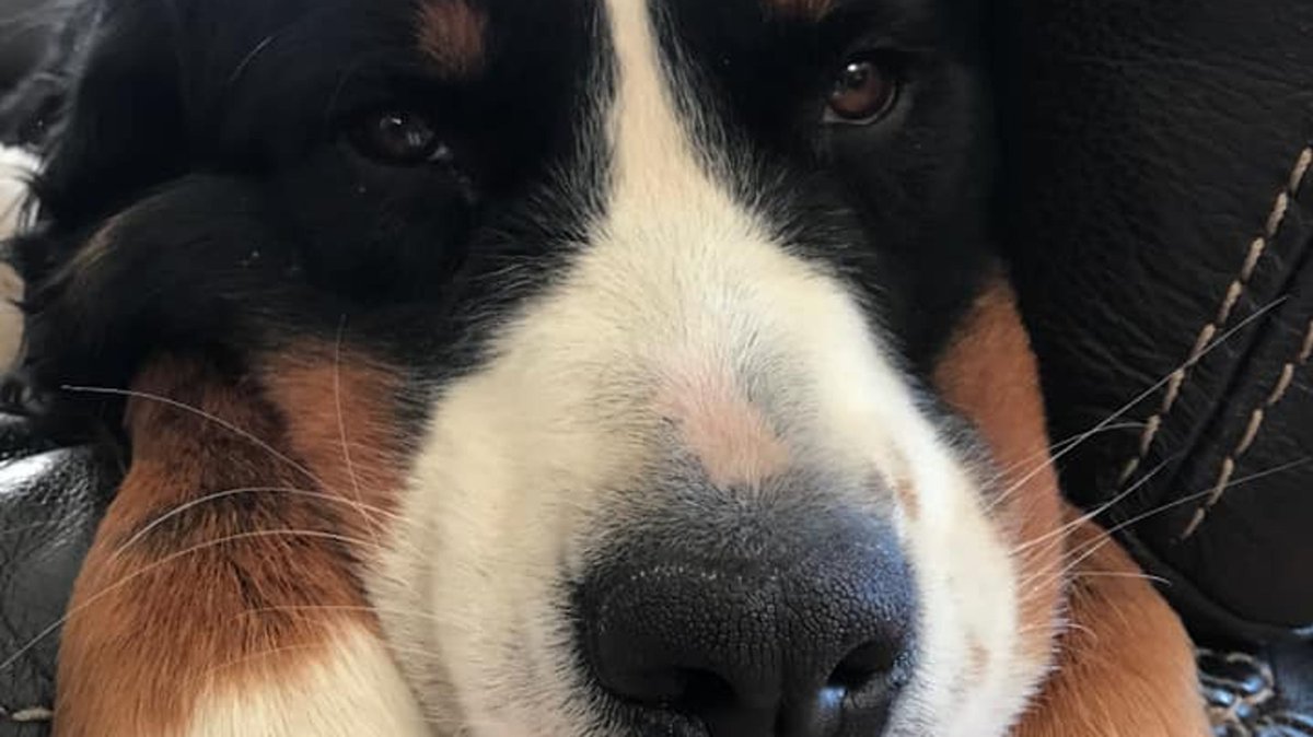 AVMAvets's tweet photo. Another microchip success story! Mich. dog missing 73 days found 30 miles from home and reunited w/family thanks to microchip. Are your pets chipped? https://t.co/o5b4m0UAQV https://t.co/H66RSLsdK0