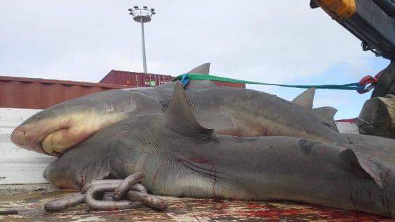 SeaShepherdFran's tweet photo. LE GOUT DU SANG  : NOUMEA SE LANCE DANS LE MASSACRE DE REQUINS.

Notre communiqué complet ici : https://t.co/MqqjCVKt2I

Photos : deux des requins tués aujourd'hui à Nouméa. https://t.co/WXl5tZdxu5