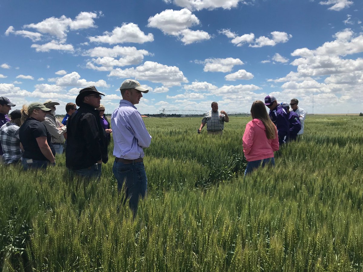 Mary Guttieri (@wheat_maryg) on Twitter photo 25% wild on the D-genome- looking well adapted to Colby, KS <a href="/KStateAgron/">K-State Agronomy</a> <a href="/KansasWheat/">KansasWheat</a> 25% wild on the D-genome- looking well adapted to Colby, KS <a href="/KStateAgron/">K-State Agronomy</a> <a href="/KansasWheat/">KansasWheat</a>