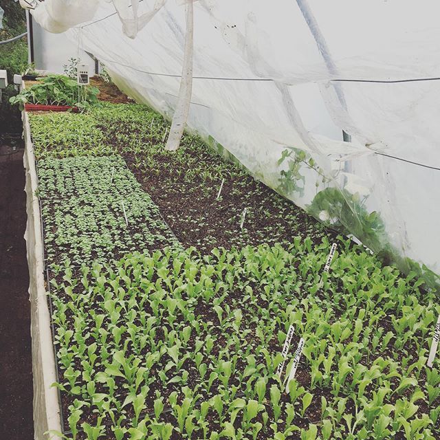 chickenotwoods's tweet photo. #polytunnellife 😂 
The new local growing season has well and truly started!! On this weeks menu we have organic fennel, broad beans, salad, strawberries and Russian kale from Enfield and in the coming weeks @london_grown will kick off with kohlrabi a… https://t.co/9JjD6Xn9Ss https://t.co/YaSxlfZKnw