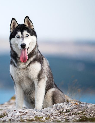 Gordon MacIntyre tweet media