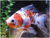 Wickman Gardens tweet media