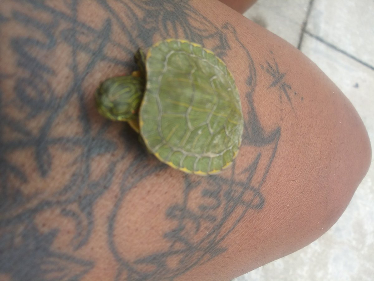 My new pet. 🐢