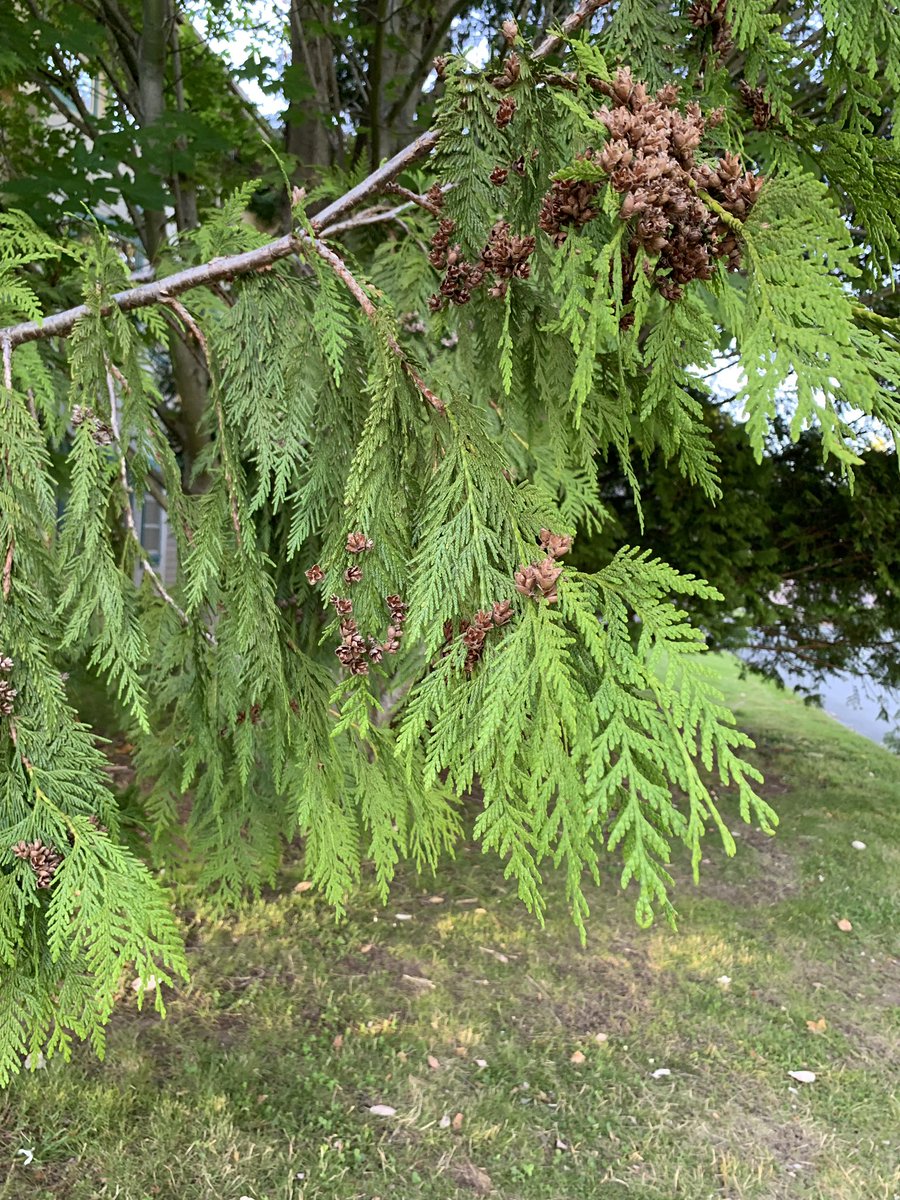 MariaAChappell's tweet photo. @DHSI_fern Don’t be sad, @DHSI_fern , here are some tiny pine cones for you. https://t.co/hDAu5tY8fv
