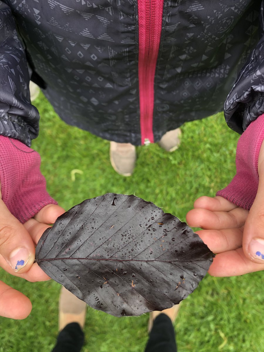 analec's tweet photo. Walking with your senses and observe the hidden treasures of nature. kids love it adults too. Priceless. #CreativityAndWellbeingWeek @ArtsHealthECRN #5minutescreativity @CHWAlliance #TimeToCreate #moments #simplenature #cambridge https://t.co/OhS0rt8OCJ