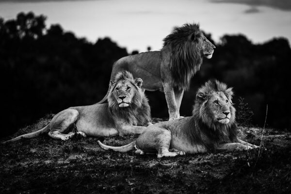 En photographie de vie sauvage, c'est la nature qui compose : spectateur invité, le photographe n'est là que pour contempler la scène révélée par la lumière, immortaliser les moments de grâce qui s'offrent à lui
En laissant l’animal vivant, libre, sauvage

laurentbaheux.com