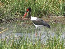 _AfricanTravel_'s tweet image. #DYK the way you can tell male and female saddle-billed stork birds  apart is that the females have yellow eyes and the males have dark brown eyes? 

Photo taken by our DSM for the mid-Atlantic David Schwenk while on safari in #Botswana. #WildlifeWednesday #WeKnowAfrica