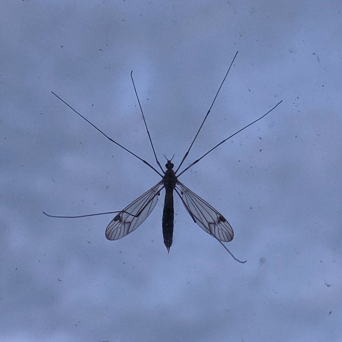 HanSims36's tweet image. Day 12 of #30dayswild : Crane fly silhouette. Against the stormy sky, this crane fly's wing pattern look very intricate #wildlifetrust #randomactofwildness #cranefly #stormysky #darkskies #insectsilhouette #silhouette