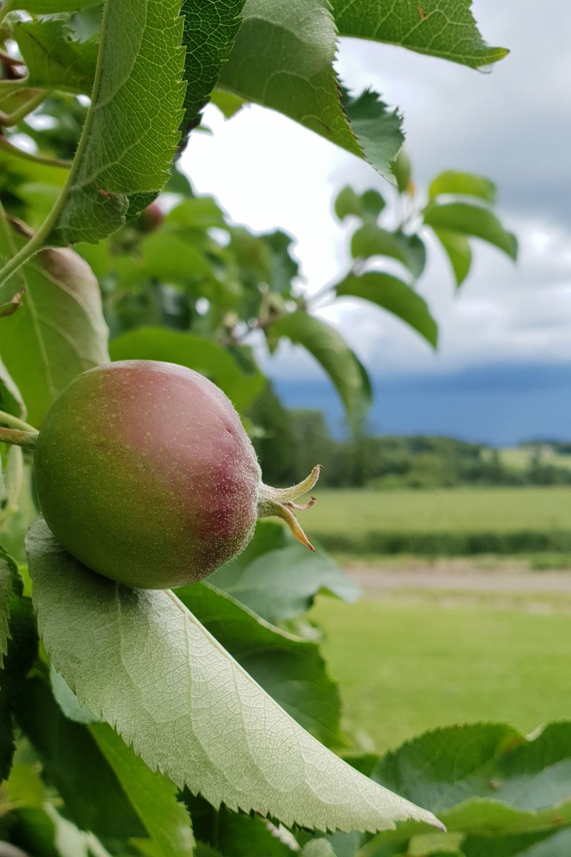 benj_thi's tweet photo. En attendant la douche🌧, #missapple prend un bain de soleil, 🤞🏻 pour ne pas avoir de grêle 🙏🏻. La récolte c'est déjà dans 4 mois ... #FrAgTw @VergersEcoResp #pompote https://t.co/zoRjGFUJID