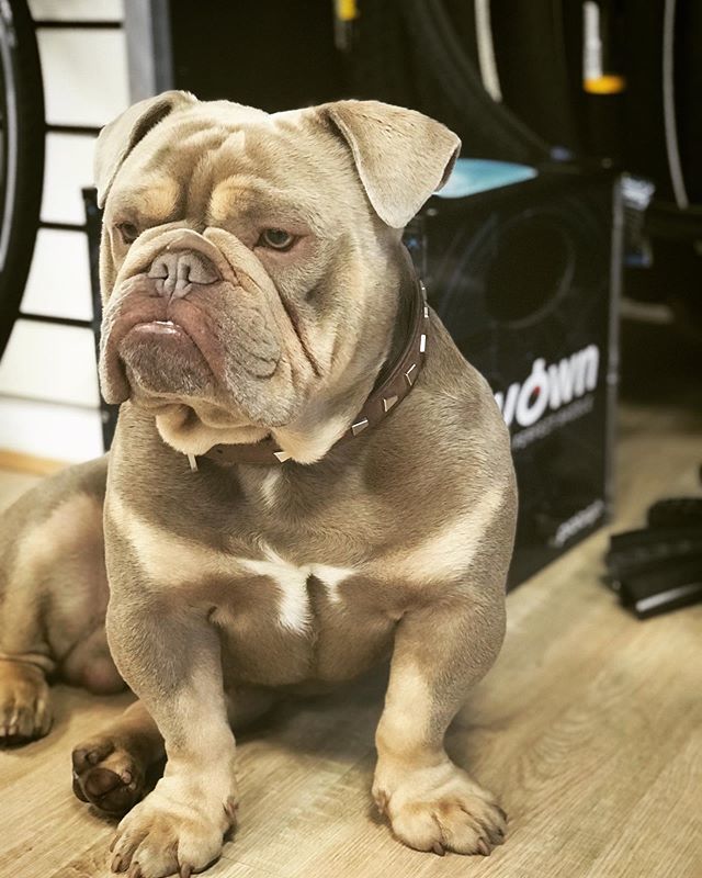 BunneysBikes's tweet photo. Ammo is keeping us company in this horrible weather. He’s a great dog but a poor salesman, so we just let him wander around really. Come say hello and talk bikes! #bunneysbikes #bunneys #teambunneys #cycle #bicycle #dog #engishbulldog #minienglishbulldog… https://t.co/Aunz0MgJkE https://t.co/rrB6YuOhNm