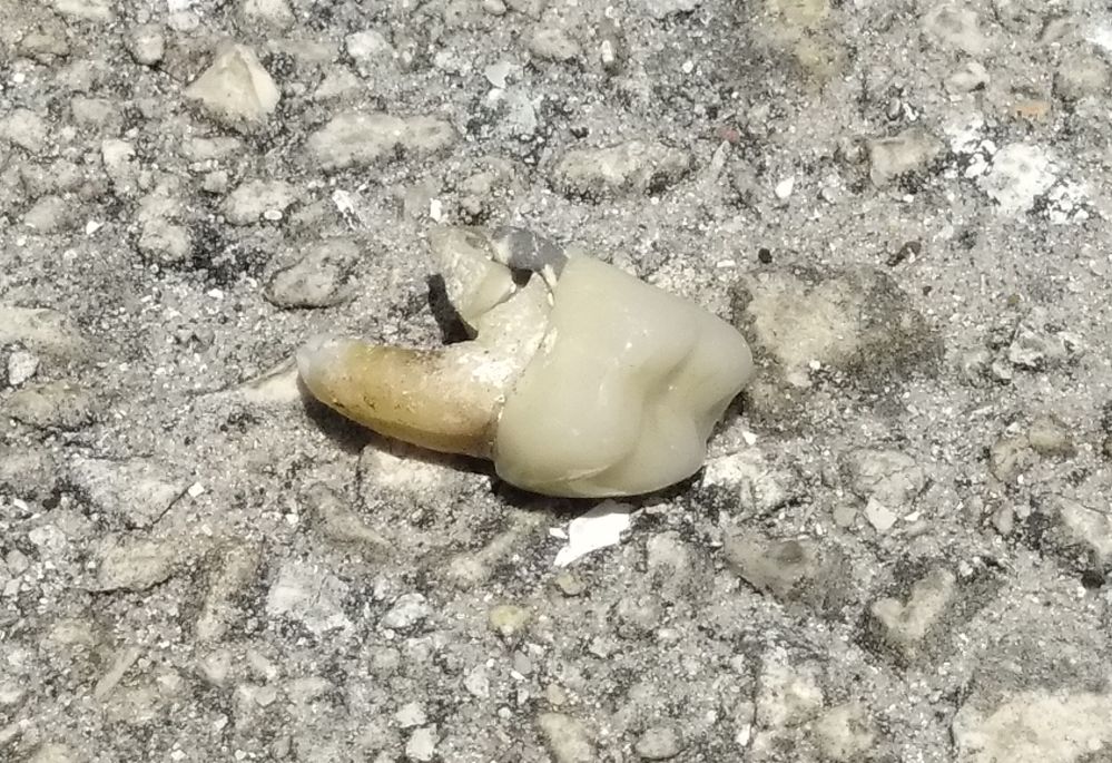 librariantom's tweet image. For those playing #LibraryBingo, this is a tooth. It was seen in the #library parking lot, but it should still count. So mark off TOOTH on your card, and good luck. (It looks like it could be an artificial tooth, but the rules don't exclude that.)