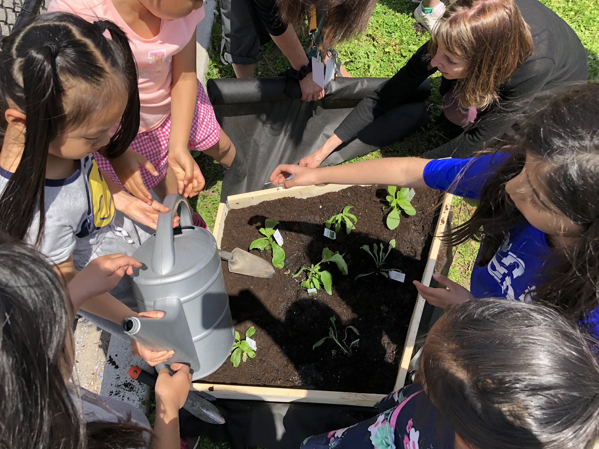 MsCheung216's tweet photo. Planting our pollinator plants! @YRDSBEcoSchools @YRDSBGetOut @VivianORC @GreensboroughPS #pollinatorgarden https://t.co/kHxN1L6Acs