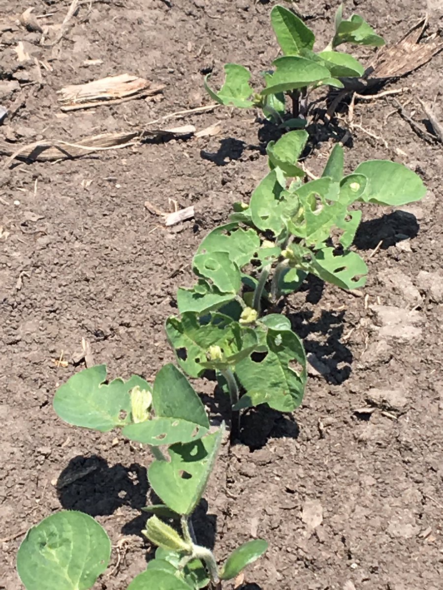 Agronomy_Jacks's tweet photo. Haven’t seen bean leaf beetle pressure this bad in a few years. Can easily see where the insecticide seed treatments are in the Warner #answerplot @SDSUExt_Insects https://t.co/2Hrv1wNnUN