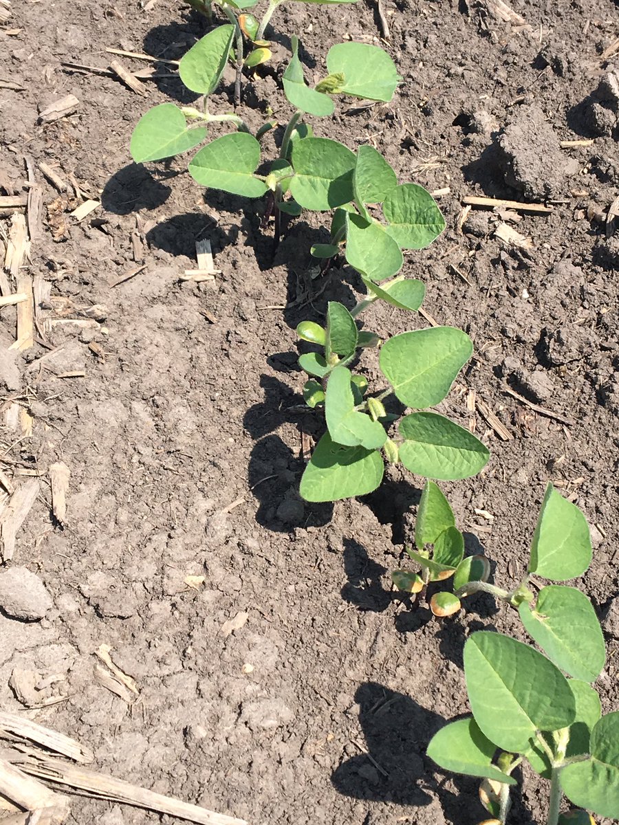Agronomy_Jacks's tweet photo. Haven’t seen bean leaf beetle pressure this bad in a few years. Can easily see where the insecticide seed treatments are in the Warner #answerplot @SDSUExt_Insects https://t.co/2Hrv1wNnUN