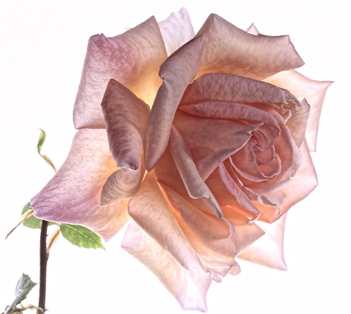 MaggieHickish's tweet photo. Roses from my garden.
#heavenscent #SummerStyle https://t.co/VgFQiJ4M1A