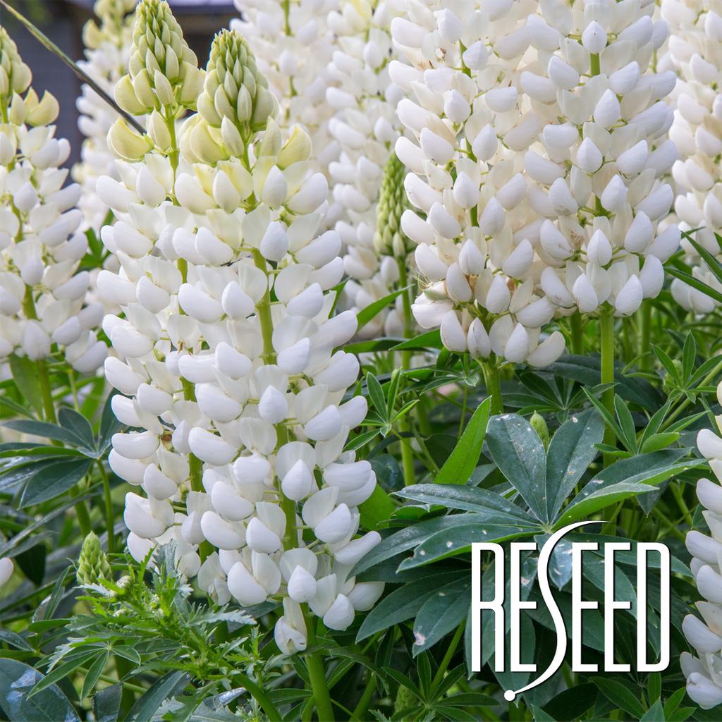 Reseedhair's tweet photo. White Lupine is a natural active ingredient that inhibits the production of DHT and encourages healthy hair growth.
It can be found in our R12 Tri Peptide Active Hair Serum https://t.co/qpTgHqgV5X
#Reseedhair #reseed #whitelupine #anageline #dht #dhtblocker #hairserum https://t.co/RA9FiQ9TsH
