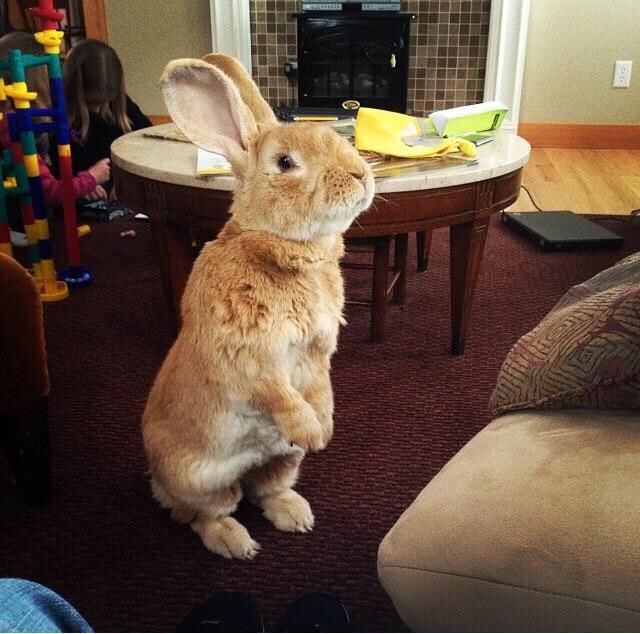 HBoolin's tweet photo. No one:                                                     Not a soul on planet earth:                    Flemish Giant Rabbits: https://t.co/GbNpCiMx13