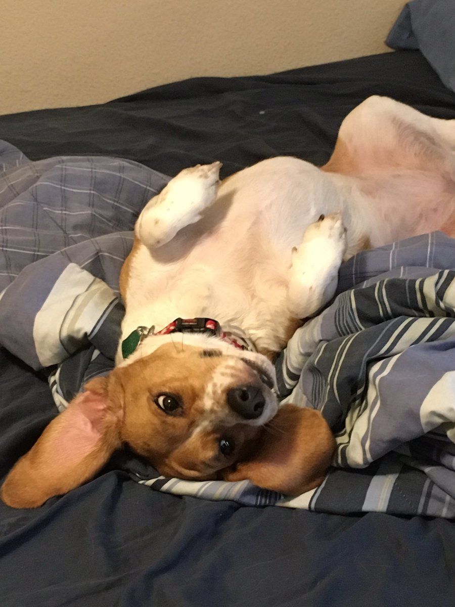 rubenmmj's tweet photo. My dog is a literal goof ball. #HiggsPR https://t.co/xW2ne0vG4c