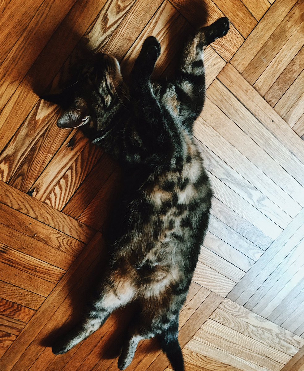 La______Ra's tweet photo. Today it’s me 💤 

#dayoff #sleepy #sleepycat #lazyday https://t.co/OPhK9fzPCX