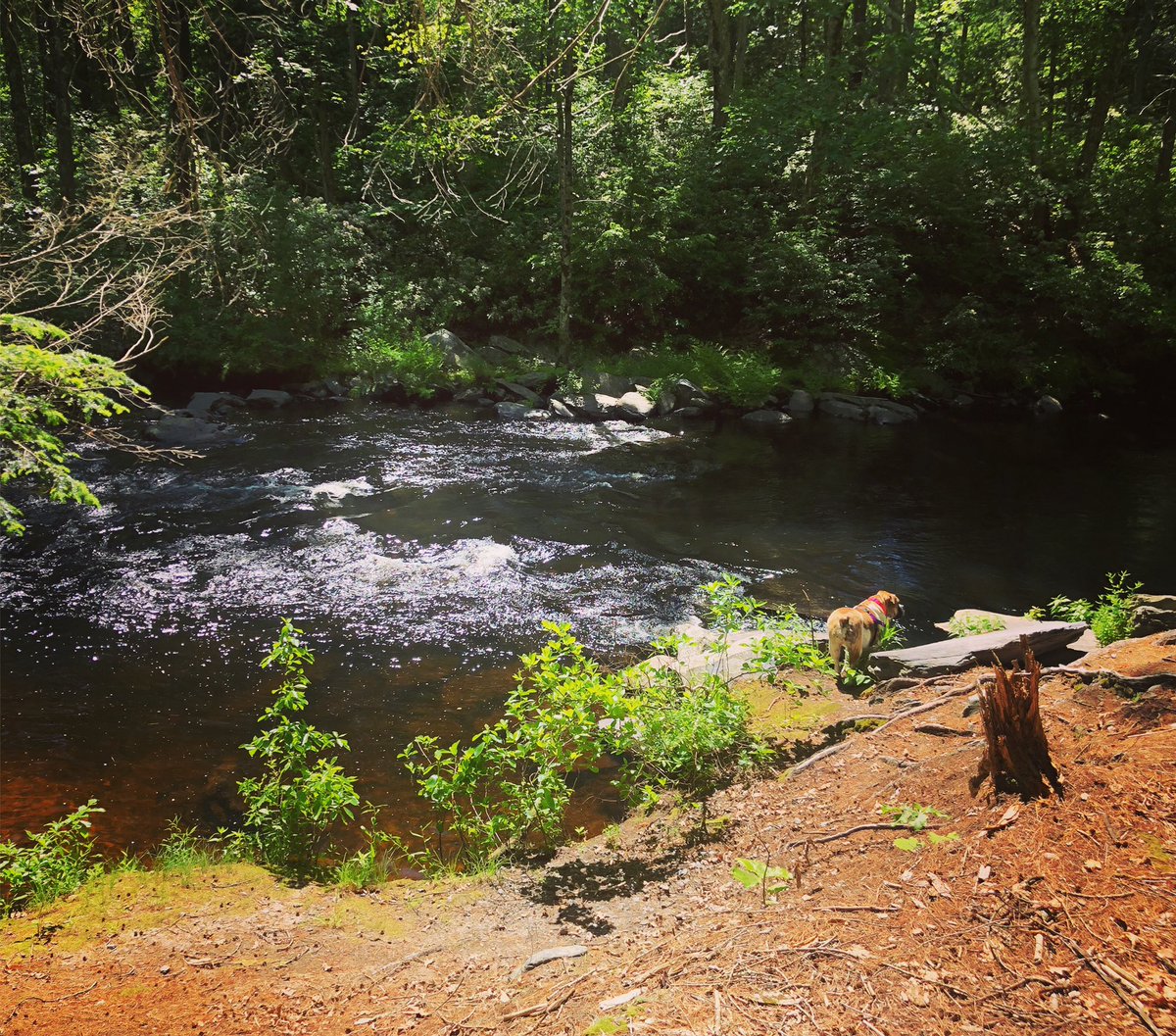 DCRachaelMead's tweet photo. “Mooom I think I’m going to try white water bullying” um I don’t think that’s what it’s called Miranda... 🙈😂#pleasedontyoucantswim #bulldogmiranda #firstdayofsummerbreak #hikingwithdogs #hikingadventures #dogsoftwitter @BulldogMiranda https://t.co/WQGlnACHGb