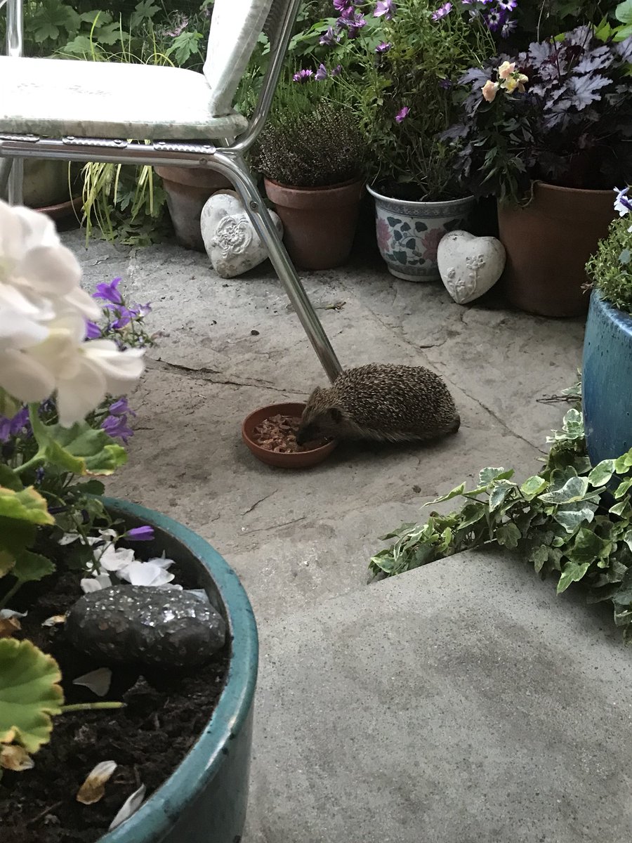 lolamatt47's tweet photo. Mrs.Tinky Winky in da house.
#HogHotel #EarlyBirdService
❤️🦔 https://t.co/eHfFu2CGGS