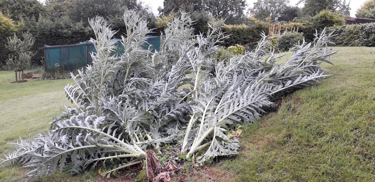 My poor #cardoons, knocked bandy by the fearsome winds of the Chew Valley. Such a great pity as these handsome beasts were just coming into flower. #winddamage #ponyandtrap
