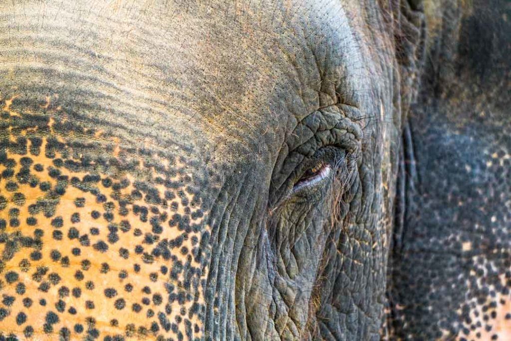 NOMADasaurus's tweet image. Wildlife tourism is on the rise around the world. When it comes to elephant rides, there’s a darker story, many tourists never see. This article Refusing To Ride is the Real Story Behind Elephant Tourism In #India bit.ly/2HPeCPT #refusetoride @twofortheworld @WildlifeSOS