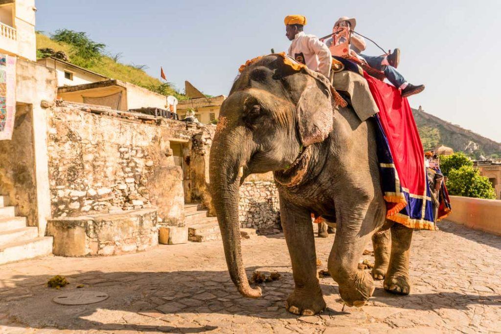 NOMADasaurus's tweet image. Wildlife tourism is on the rise around the world. When it comes to elephant rides, there’s a darker story, many tourists never see. This article Refusing To Ride is the Real Story Behind Elephant Tourism In #India bit.ly/2HPeCPT #refusetoride @twofortheworld @WildlifeSOS