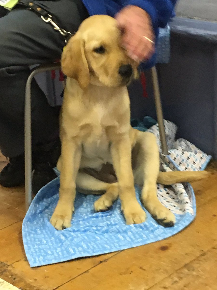 3rdBonessScouts's tweet photo. We loved meeting Snowball tonight! Hopefully Snowball will go on to become a working guide dog. Some great questions and genuine interest around the role of guide dogs. Fantastic work! https://t.co/CdNTJDObPL