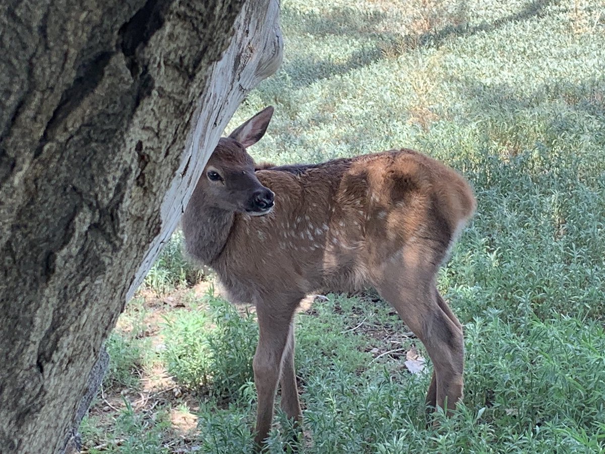 FredEichler's tweet photo. Lots of elk calves this year! Jeb and Seth caught another one running out of a field! Swipe left for more photos of the cute little guy.
#everythingeichler #fulldrawoutfitters #elkcalf #elk #elkphoto #leupoldcore #teamoutdoors #builtforthewild #iamsportsman https://t.co/Ahfht6Z1FB