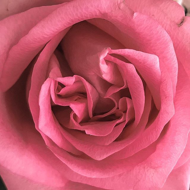 #bowofflower ~ La mitologia greca racconta che la dea dei fiori Cloride trasformò una ninfa morta in una meravigliosa rosa per conservarne intatta la sua bellezza. Il dio Dionisio le donò l'inconfondibile profumo mentre le Cariti (considerate le tre divi… bit.ly/2XGnNrn