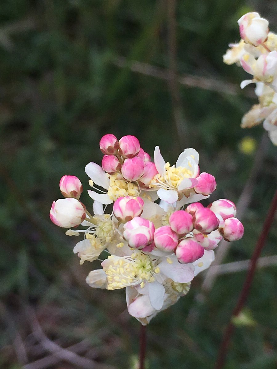 susanjsimmonds's tweet photo. A beautiful #wildflower of the chalk downs for #wyrtwednesday #dropwort I love the beautiful red tinged buds that appear before the delicate white flowers burst open @wyrtwednesday @BSBIbotany @wildflower_hour @HantsIWWildlife https://t.co/BfQh16dPUu