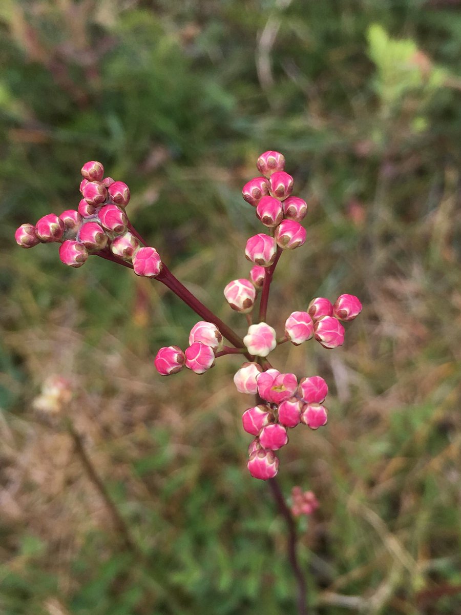susanjsimmonds's tweet photo. A beautiful #wildflower of the chalk downs for #wyrtwednesday #dropwort I love the beautiful red tinged buds that appear before the delicate white flowers burst open @wyrtwednesday @BSBIbotany @wildflower_hour @HantsIWWildlife https://t.co/BfQh16dPUu