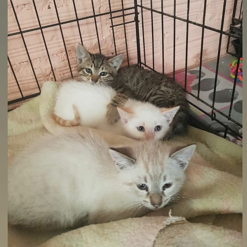 PelutsEls's tweet photo. Aquí us deixem un recull de les fotos del dia, els gatets que esperen adopcions. Uns són alegres i joganers, altres més porucs I tímids però TOTS mereixen una llar per començar una nova vida lluny dels perills del carrer, còmodes i ben alimentats. ADOPTEU, ACOLLIU, APADRINEU, 👇 https://t.co/uyjk0GzYJU