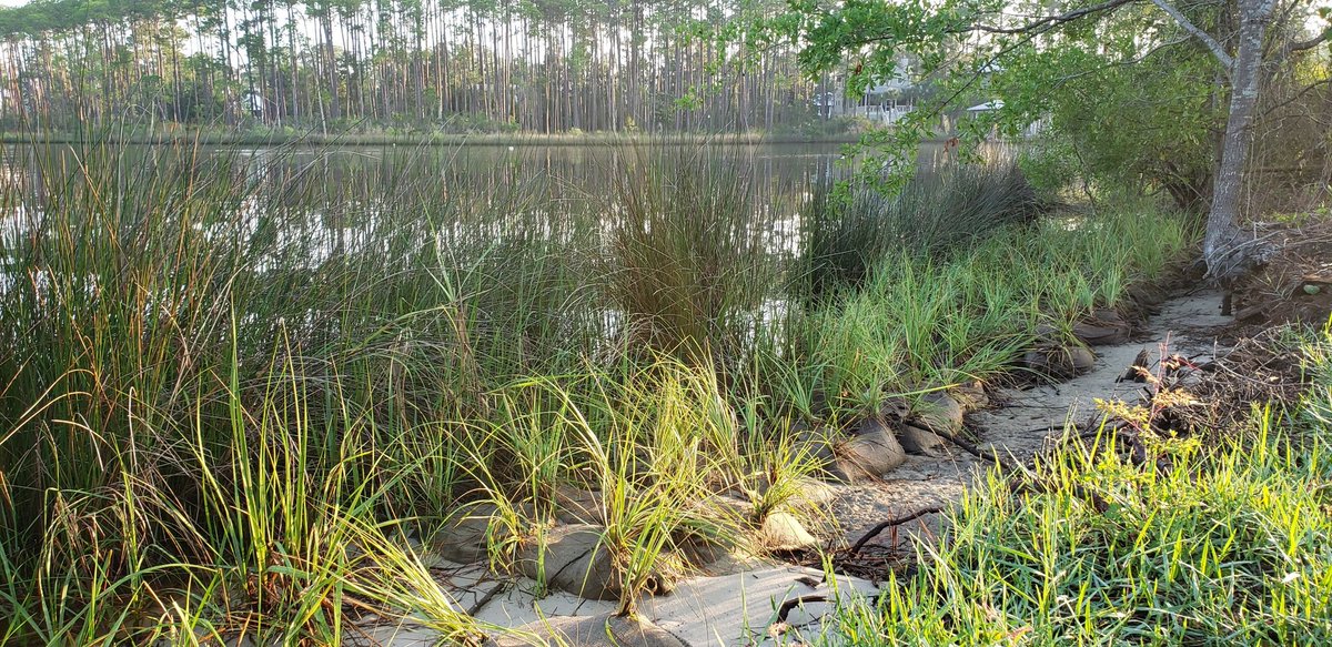 Our living shoreline grasses are thriving at Cessna Park in Walton County! #nature #florida #livingshorelines