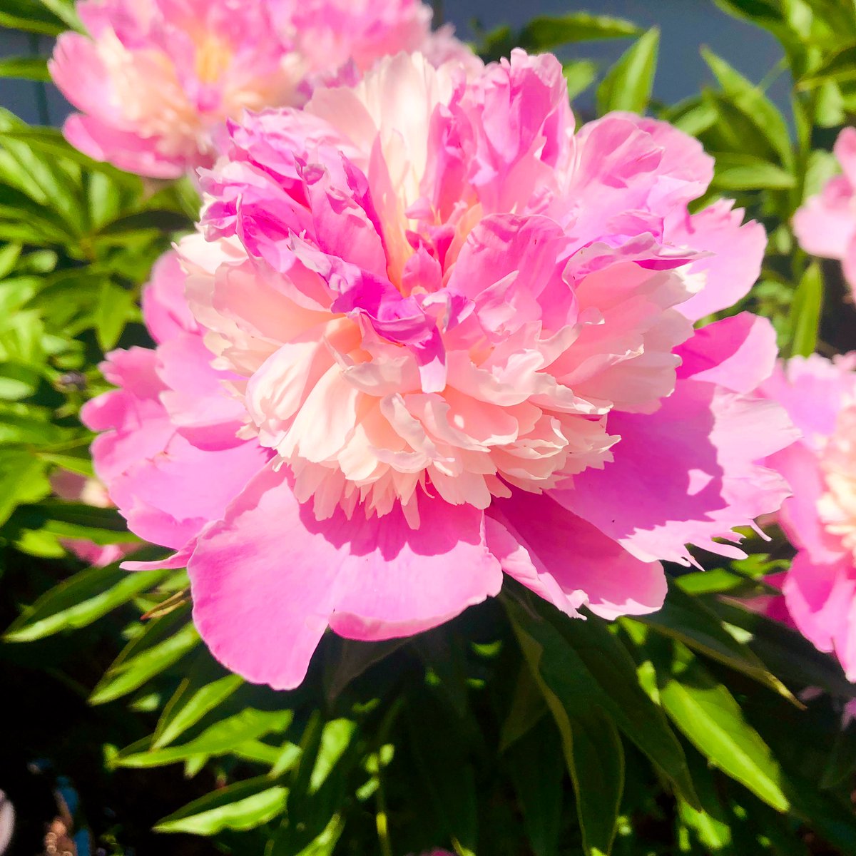 TanyaSpilovoy's tweet photo. Sharing my favorite pink Peony to brighten your day. 💗 What’s in your garden? Share your #flOERs #opengarden #OER https://t.co/0I9nBj7FeM