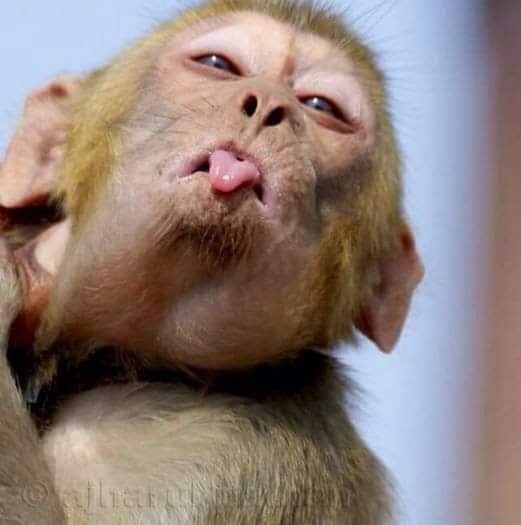 smuzair0090's tweet photo. 😝😝😝😛😜🤪😜
@nadia_a_mirza
#ALTAFRocksAgain
#AltafHussain #AltafRises https://t.co/xYRCQirmEi