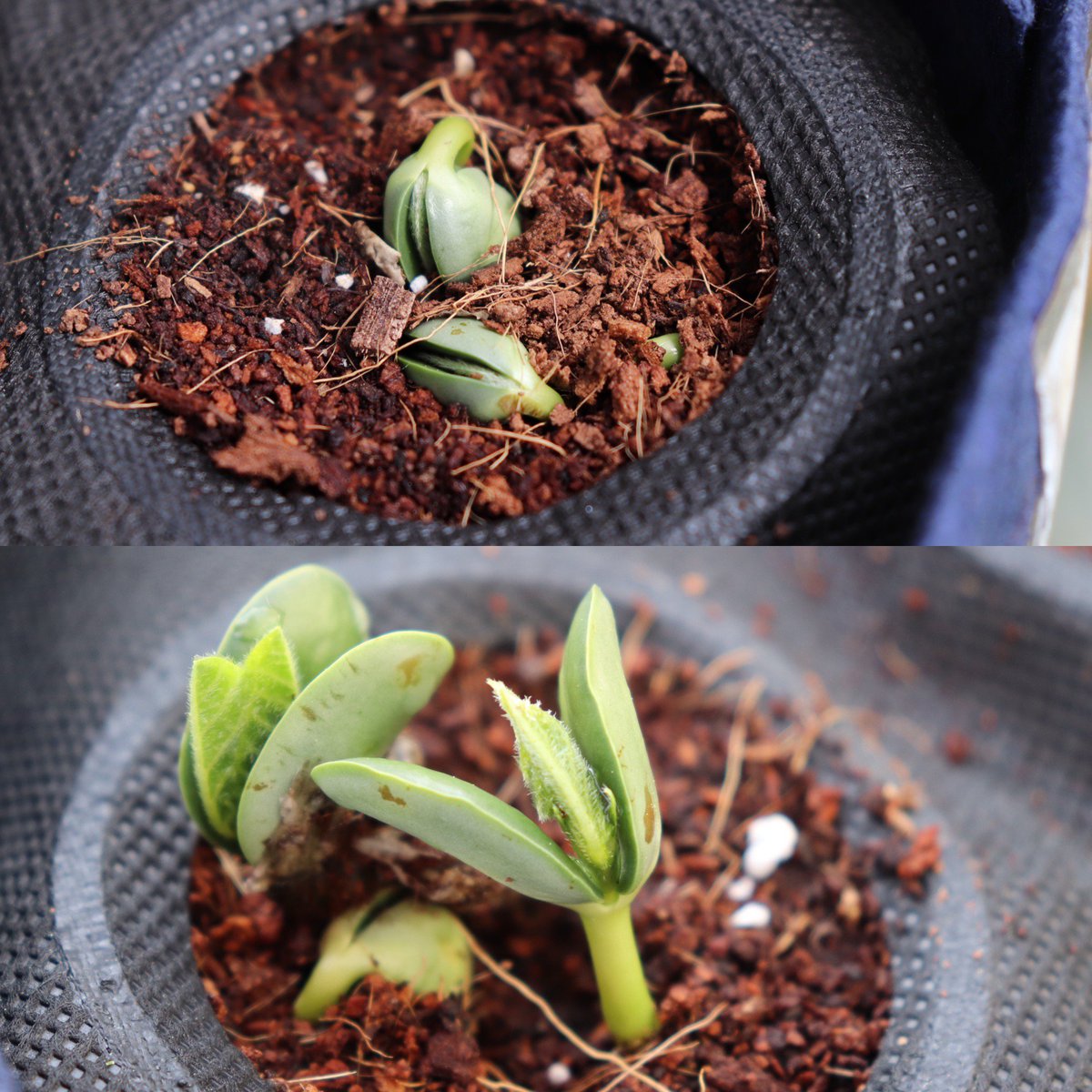 Seedsheet tweet media