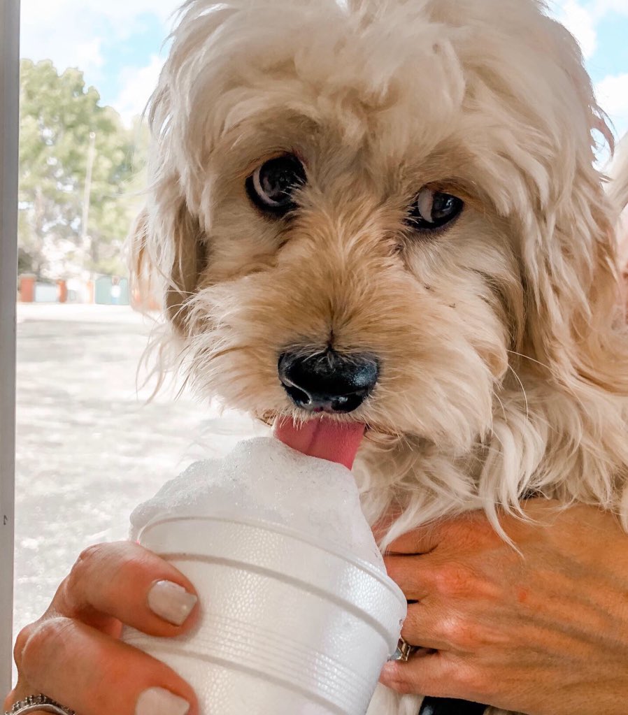 OhanasLS's tweet image. 🚨THIS Saturday, June 15 is Doggy Day! When you buy a shaved ice you’ll get a free Puppy Cone for your furry friend too🐶🍧 
See you there!!